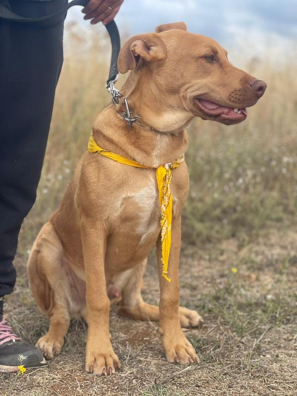 Beep, cucciolone mix pitbull 7 mesi Foto 5